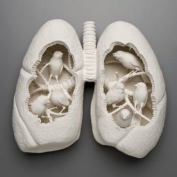 A pair of white porcelain human lungs with openings in each lobe, small canaries perched on branches inside — Kate MacDowell, Canary 3, 2010