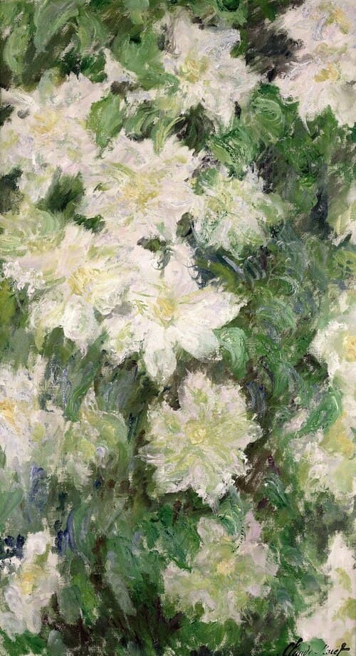 White Clematis