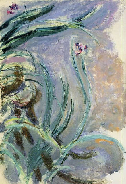 Iris