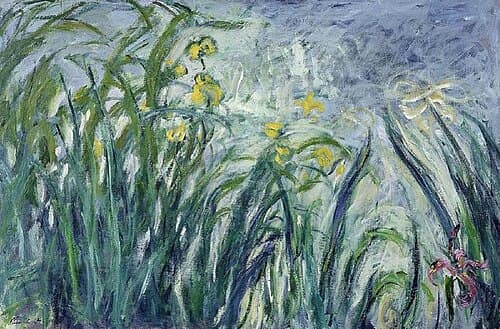 Iris jaunes et mauves