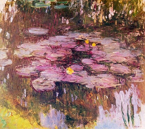 Water Lilies