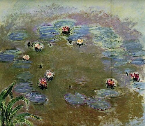 Water Lilies