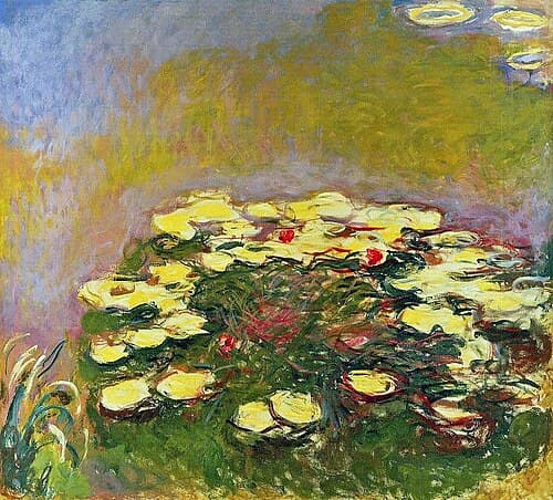 Water Lilies