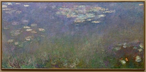 Water Lilies (Agapanthus)