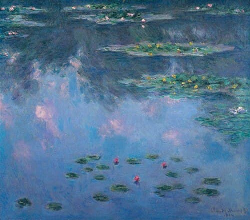 water lilies